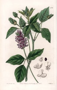 Variete de Psoralea - Quadro gravado por S.Watts, de uma ilustração de Sarah Anne Drake (1803-1857), do Botanical Register of Sydenham Edwards (1768-1819), Inglaterra. de Sydenham Teast Edwards