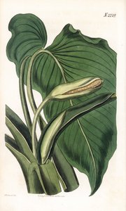 Variete de calla ou arum - Calla aromática, Homalomena aromatica (Calla aromatica). Gravura em chapa de cobre colorida à mão por Weddell após uma ilustração de Sydenham Edwards da "Botanical Magazine" de Samuel Curtis, Londres de Sydenham Teast Edwards