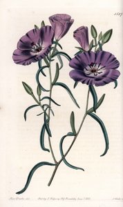 Variiete de Clarkia, nativa da América do Sul Gravada por S.Watts, de uma ilustração de Sarah Anne Drake (1803-1857), do Botanical Register of Sydenham Edwards (1768-1819), Inglaterra. de Sydenham Teast Edwards