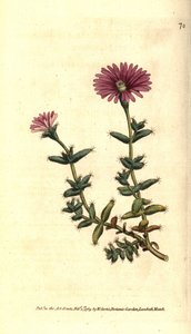Variedades de ficoide - Calêndula de figo barbudo, Mesembryanthemum barbarum. Gravura em chapa de cobre colorida à mão depois de uma ilustração botânica da revista The Botanical Magazine de William Curtis, Lambeth Marsh, Londres. de Sydenham Teast Edwards