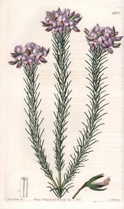 Variedades de gompholobium (família das leguminosas), nativas da Austrália - Placa gravada por S.Watts, de uma ilustração de Sarah Anne Drake (1803-1857), do Botanical Register of Sydenham Edwards (1768-1819), Inglaterra de Sydenham Teast Edwards