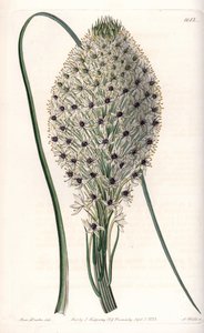Variiete of liliacee (Helonias asphodeloides) - Gravada por S.Watts, a partir de uma ilustração de Sarah Anne Drake (1803-1857), do Botanical Register of Sydenham Edwards (1768-1819), Inglaterra de Sydenham Teast Edwards