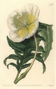 Variedades de oenothere ou erva com burros ou onagra - Onagra branca de pé direito, Oenothera anisoloba. Gravura em chapa de cobre colorida à mão por S. Watts após uma ilustração de Sarah Drake do Sydenham Edwards