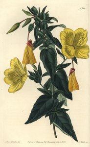 Variedade de onagra ou capim com burros - Onagra, Oenothera fruticosa subsp. glauca (Glaucous oenothera, Oenothera glauca). Gravura em chapa de cobre colorida à mão por S. Watts depois de uma ilustração de Miss Sarah Drake de Sydenham Edwards