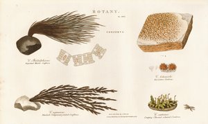 Várias espécies de algas (Conferva) de Sydenham Teast Edwards