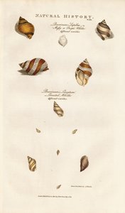 Várias espécies de búzios de Sydenham Teast Edwards