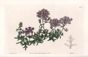 Verbena multifide - Gravado por S. Watts, de uma ilustração de Sarah Anne Drake (1803-1857), do Botanical Register of Sydenham Edwards (1768-1819), Inglaterra de Sydenham Teast Edwards