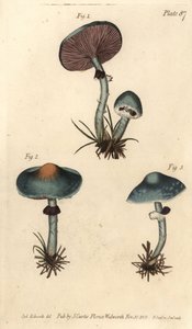 Verdigris cogumelo ou verdigris agaric, Stropharia aeruginosa, Fungi, Cryptogamia. Gravação em chapa de cobre colorida à mão por F. Sansom de uma ilustração botânica de Sydenham Edwards para as Palestras de Botânica de William Curtis, conforme entregue no  de Sydenham Teast Edwards
