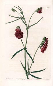 Vesces Variete - Placa gravada por S.Watts, de uma ilustração de Sarah Anne Drake (1803-1857), do Botanical Register of Sydenham Edwards (1768-1819), Inglaterra de Sydenham Teast Edwards