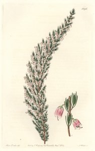 Epiário Vesicular, originário da Europa - Water forte de S. Watts a partir de uma ilustração de Sarah Anne Drake (1803-1857), do Botanical Register de Sydenham Teast Edwards