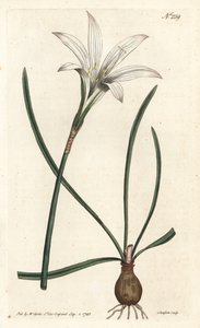 Virginia Amaryllis - Lírio Atamasco, Zephyranthes atamasco (Amaryllis atamasco) - Gravura em chapa de cobre colorida à mão por Sansom após ilustração de Sydenham Edwards rom William Curtis