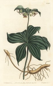 Virginia Medeole ou pepino selvagem - Pepino indiano, Medeola virginiana. Gravura em chapa de cobre colorida à mão por F. Sansom Jr. após ilustração de Sydenham Edwards da revista Botanical Magazine de William Curtis, T. Curtis, Londres de Sydenham Teast Edwards