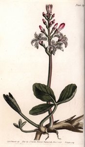 Trefle de água ou menyanthe trefle de água. Gravura em cobre colorido, ilustração de Sydenham Edwards (1768-1819) para Conferências de Botanical, Jardim Botânico de Lambeth (Inglaterra) de Sydenham Teast Edwards