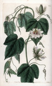 White flower passionflower - Quadro gravado por S.Watts, de uma ilustração de Sarah Anne Drake (1803-1857), do Botanical Register of Sydenham Edwards (1768-1819), Inglaterra de Sydenham Teast Edwards