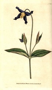 Clematite foliar inteira - clematite de folhas inteiras ou virgens, Clematis integrifolia. Gravura em chapa de cobre colorida à mão após uma ilustração botânica da revista The Botanical Magazine de William Curtis, Lambeth Marsh, Londres. de Sydenham Teast Edwards