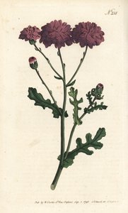 Cineraire selvagem - Pêra roxa, Senecio elegans. Gravura em chapa de cobre colorida à mão por Sansom após ilustração de Sydenham Edwards rom William Curtis