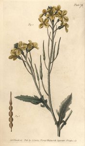 Rábano selvagem, Raphanus raphanistrum, Siliquosa. Gravação em chapa de cobre colorida à mão por F. Sansom de uma ilustração botânica de Sydenham Edwards para as Palestras de Botânica de William Curtis, conforme entregue no Jardim Botânico de Lambeth. de Sydenham Teast Edwards