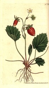 Morango silvestre, Fragaria vesca (Morango de uma folha ou morango de Versalhes, Fragaria monophylla). Gravura em chapa de cobre colorida à mão depois de uma ilustração botânica da revista The Botanical Magazine de William Curtis, Lambeth Marsh, Londres. de Sydenham Teast Edwards