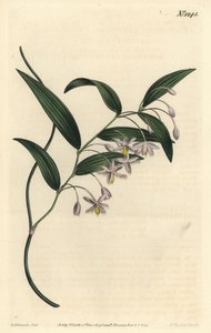 Baga de vombate, ou Eustrephus latifolius, ou Eustrephus latifolius. Gravura em chapa de cobre colorida à mão por F. Sansom Jr. depois de uma ilustração de Sydenham Edwards da revista botânica de William Curtis, T. Curtis, Londres. de Sydenham Teast Edwards