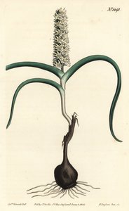 Wurmbea monopetala (Melanthium monopetalum, Melanthium monopetalum). Gravura em chapa de cobre colorida à mão por F. Sansom Jr. após ilustração de Sydenham Edwards da revista Botanical Magazine de William Curtis, T. Curtis, Londres. de Sydenham Teast Edwards