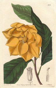 Magnólia de flor amarela, nativa de Java (Indonésia) - Água forte de S. Watts, de uma ilustração de Sarah Anne Drake (1803-1857), do Botanical Register de Sydenham Teast Edwards