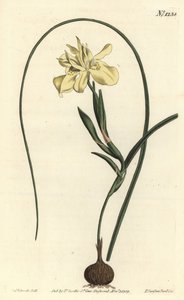 Moraea fugax (Moraea edulis), Moraea fugax (Moraea edulis). Gravura em chapa de cobre colorida à mão por F. Sansom Jr. após ilustração de Sydenham Edwards da revista Botanical Magazine de William Curtis, T. Curtis, Londres. de Sydenham Teast Edwards