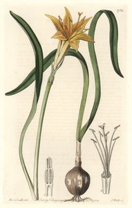 Pirolírio amarelo (Amaryllis arvensis), nativo do Peru - Água forte de S. Watts a partir de uma ilustração de Sarah Anne Drake (1803-1857), extraída do Registro Botânico de Sydenham Teast Edwards