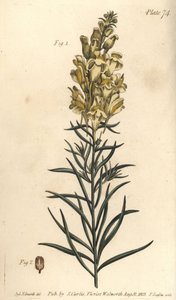 Linho de sapo amarelo ou snapdragon, Antirrhinum majus, Angiospermia. Gravura em chapa de cobre colorida à mão por F. Sansom de uma ilustração botânica de Sydenham Edwards para as Palestras de Botânica de William Curtis, conforme entregue no Jardim Botânic de Sydenham Teast Edwards