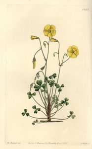 Woodsorrel amarelo, Oxalis micrantha (Cumming