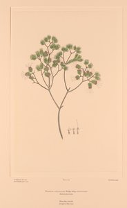 Florilegium de Banks Placa 106 Darwinia Fascicularis