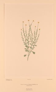 Florilegium de Banks Placa 159 Calotis lappulacea