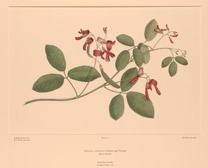 Florilegium de Banks Placa 74 Kennedia Rubicunda