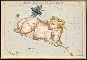 Aries e Musca borealis, c.1825 (cartão, papel, tecido) de Sydney Hall
