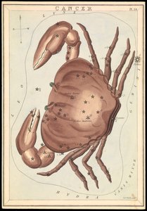 Cancro, c.1825 (cartão, papel, tecido) de Sydney Hall