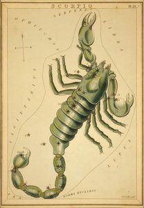 Escorpião, Ilustração de 