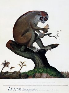Lemur tardigradus