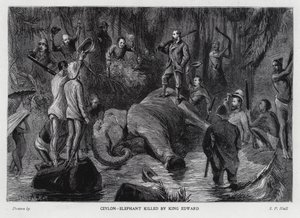 Elefante morto pelo rei Edward VII (litho)
