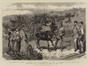 O Príncipe de Gales, na Suécia, o príncipe examinando um rebanho de renas trouxe das montanhas para Storlien por ordem do rei