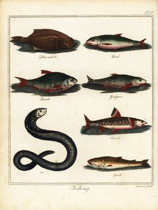 Pesca: solha-das-pedras, gorducho, barata, caboz, salvelino, enguia, lagostim. 1792 (gravura)