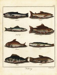 Pesca: salmão, truta, grayling, carpa, dourada, lúcio, perca, tenc 1792 (gravura)