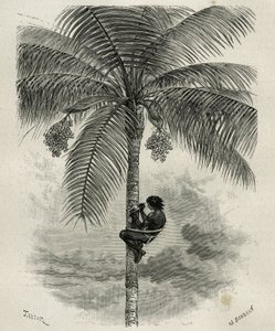 La recolte de la wax de palmier ceroxylon, dans le Quindio (Colômbia), gravada por Taylor e Ferdinandus, para ilustrar a história L