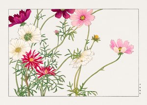 Flor Cosmos de "Seiyou Sokazufu" de Tanigami Konan
