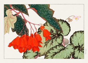 Cracklin Rosie Begonia flor de "Seiyou Sokazufu"