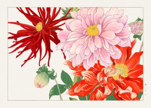 Flor de dália de "Seiyou Sokazufu"