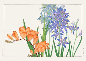 Flor de frésia de "Seiyou Sokazufu"