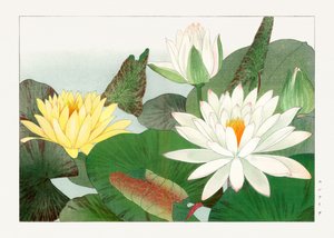 Nymphaea lotus de "Seiyou Sokazufu