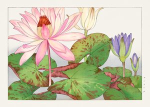 Nymphaea lotus de "Seiyou Sokazufu