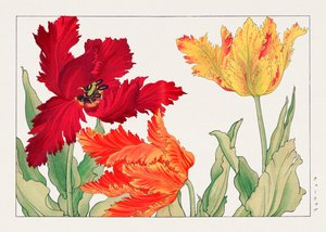 Tulipa papagaio de "Seiyou Sokazufu"