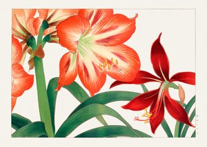 Flor de amaryllis vintage de "Seiyou Sokazufu"