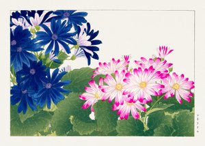Flor de cinerária vintage de "Seiyou Sokazufu"